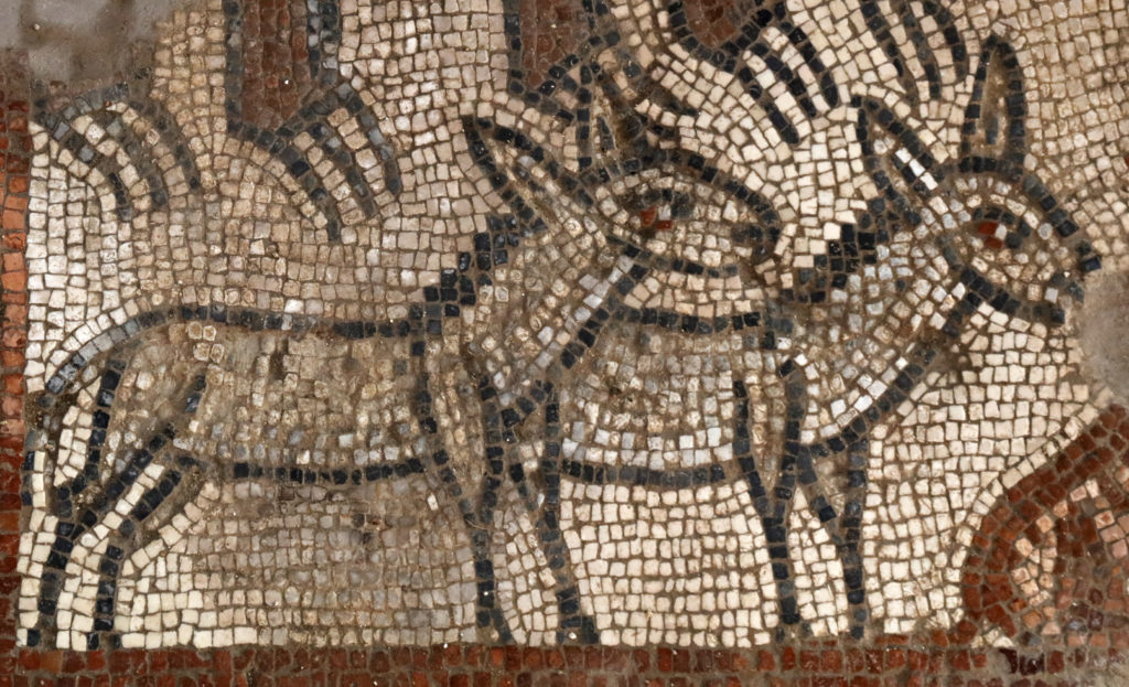 One of the Noah's ark mosaics uncovered in Huqoq, Israel, showing two donkeys. (Photo/Baylor University)