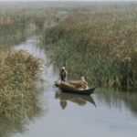 A marsh Arab man paddles a boat loaded with reeds he gathered at the Chebayesh marsh in Nassiriya